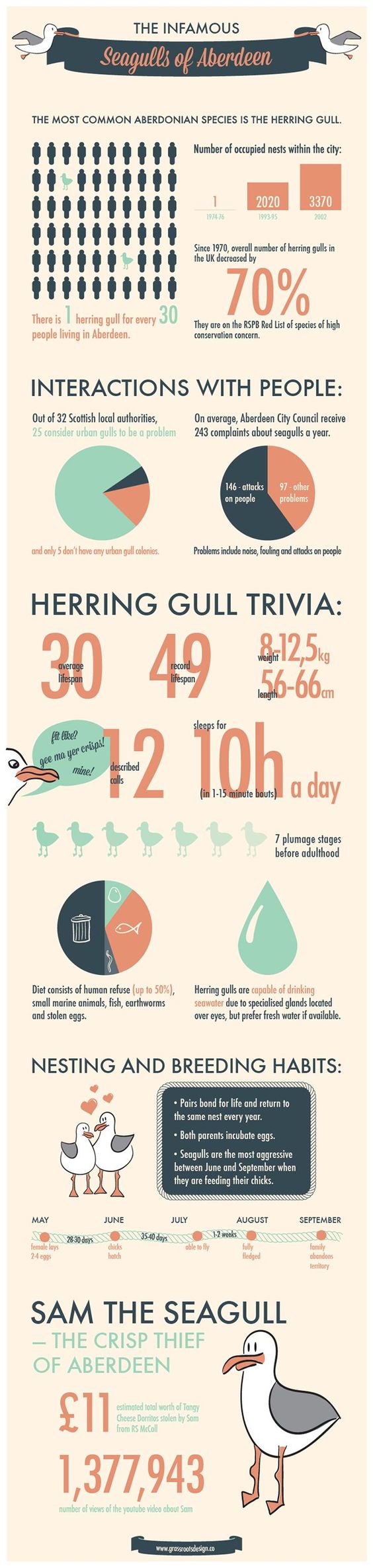 Facts about Aberdeen’s seagulls